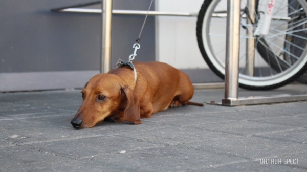 Налог на собак в Беларуси: кто должен платить, в каком размере и что ждет нарушителей?