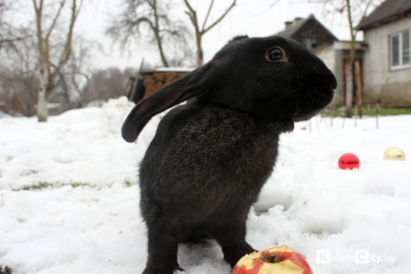 Ещё год назад у кобринчанки Натальи из питомцев были только кот и собака, а сейчас у неё уже более 50-ти кроликов