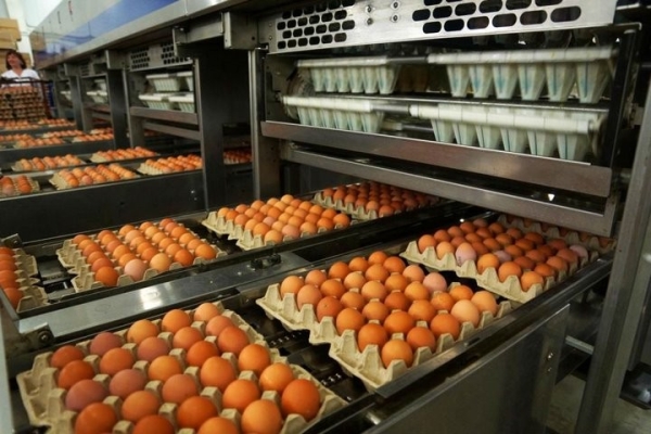 Сколько Беларусь зарабатывает на экспорте яиц Сколько Беларусь зарабатывает на экспорте яиц