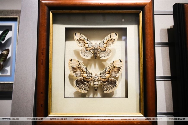 «Порхающие цветы». Выставку бабочек презентовали в Бресте