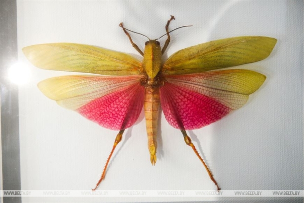 «Порхающие цветы». Выставку бабочек презентовали в Бресте