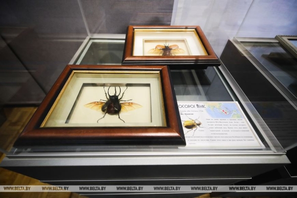 «Порхающие цветы». Выставку бабочек презентовали в Бресте