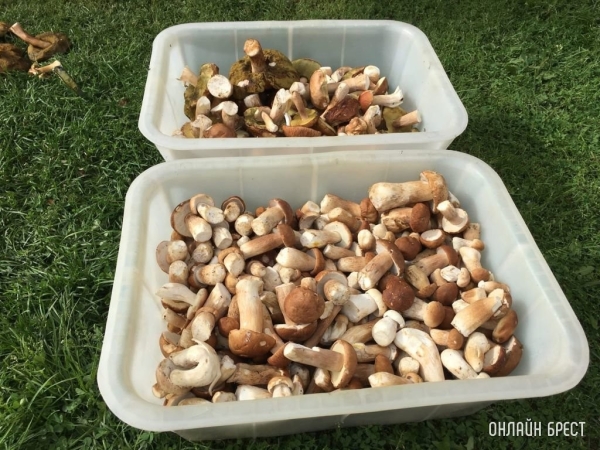 Нужно ли белорусам платить налог с доходов от продажи ягод и грибов